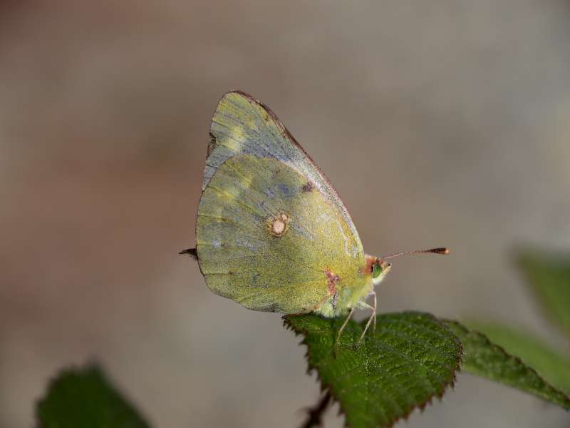 Da determinare 3 - Colias crocea